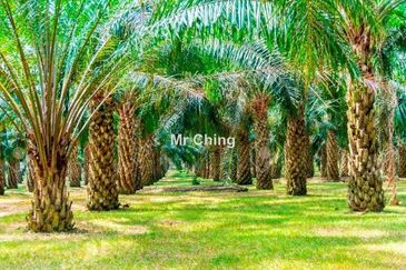 Freehold palm oil Banting Development Land Next Polytechnic