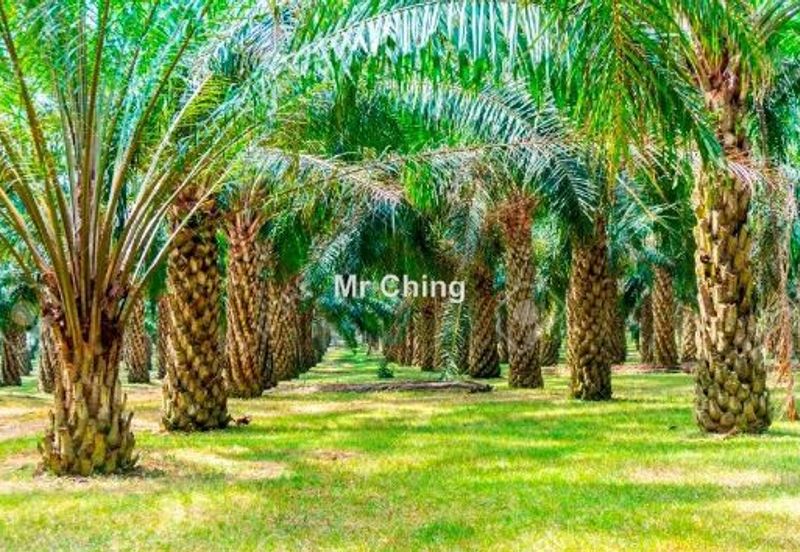Freehold palm oil Banting Development Land Next Polytechnic