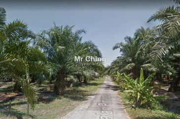 Freehold palm oil Banting Development Land Next Polytechnic