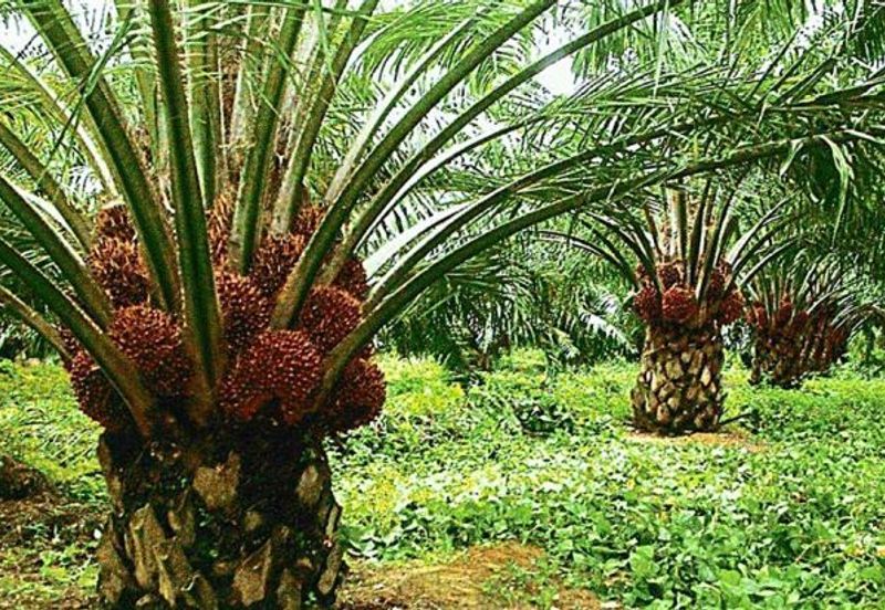 Banting Development Land 78Acres Freehold Next Polytechnic