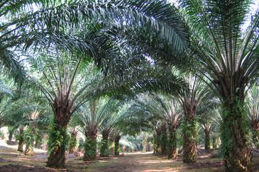 Banting Development Land 78Acres Freehold Next Polytechnic