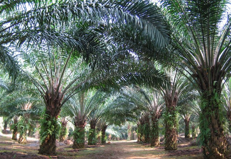 Banting Development Land 78Acres Freehold Next Polytechnic