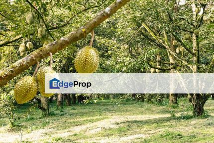 Freehold Durian Farm Agricultural Land 6 Acres Serendah Rawang, Selangor, Hulu Selangor