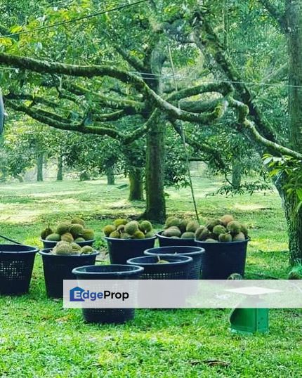 48 Acres Land 1500 Durian Musang King Bungalow Raub Pahang, Pahang, Raub