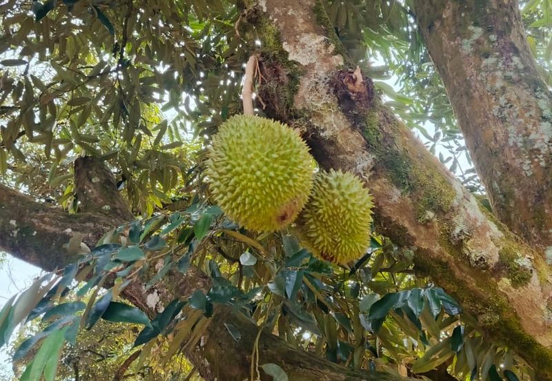 48 Acres Land 1500 Durian Musang King Bungalow Raub Pahang