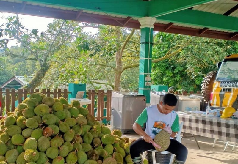 48 Acres Land 1500 Durian Musang King Bungalow Raub Pahang