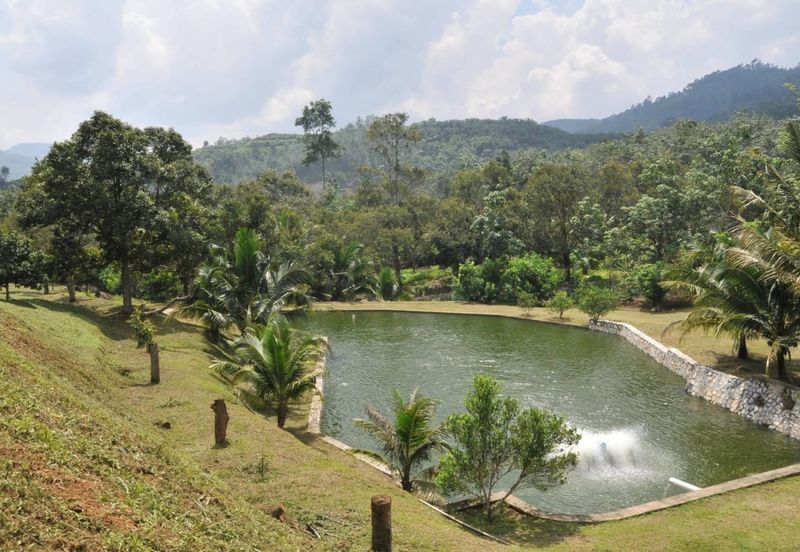 48 Acres Land 1500 Durian Musang King Bungalow Raub Pahang