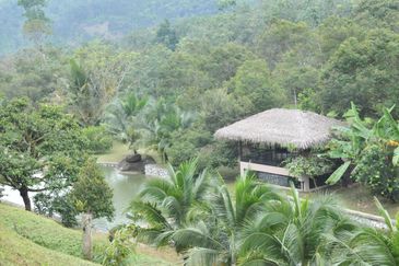 48 Acres Land 1500 Durian Musang King Bungalow Raub Pahang