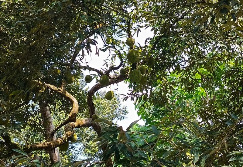 48 Acres Land 1500 Durian Musang King Bungalow Raub Pahang