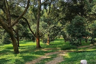 48 Acres Land 1500 Durian Musang King Bungalow Raub Pahang