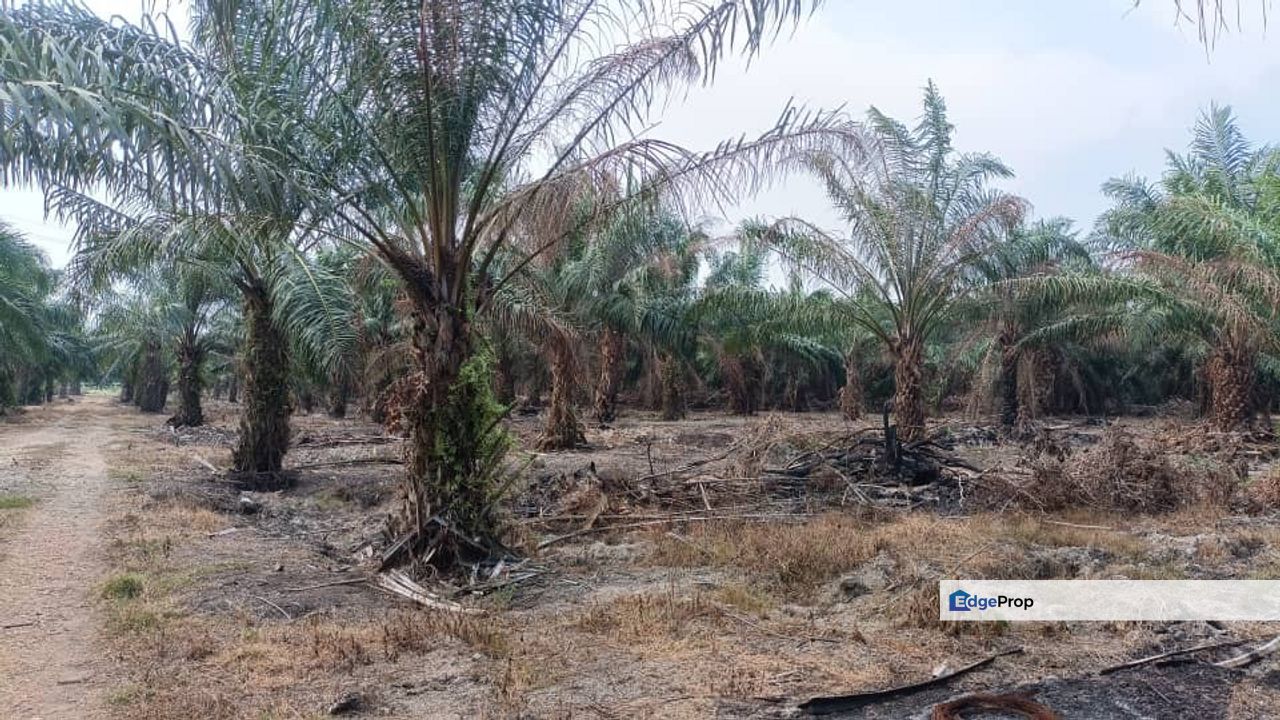 Freehold 11 Acres Zone industrial, Agriculture Palm Oil Land Jeram Town, Selangor, Kuala Selangor