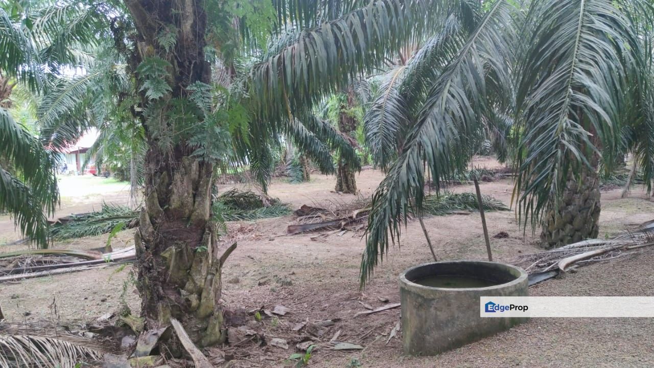 14.5 Acres Freehold Flat Land, Zoning Residential at Jasin Town Melaka, Melaka, Jasin