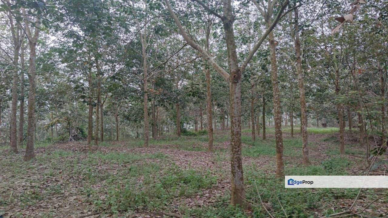 14.5 Acres Freehold Flat Land, Zoning Residential at Jasin Town Melaka, Melaka, Jasin
