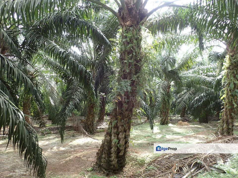 14.5 Acres Freehold Flat Land, Zoning Residential at Jasin Town Melaka, Melaka, Jasin