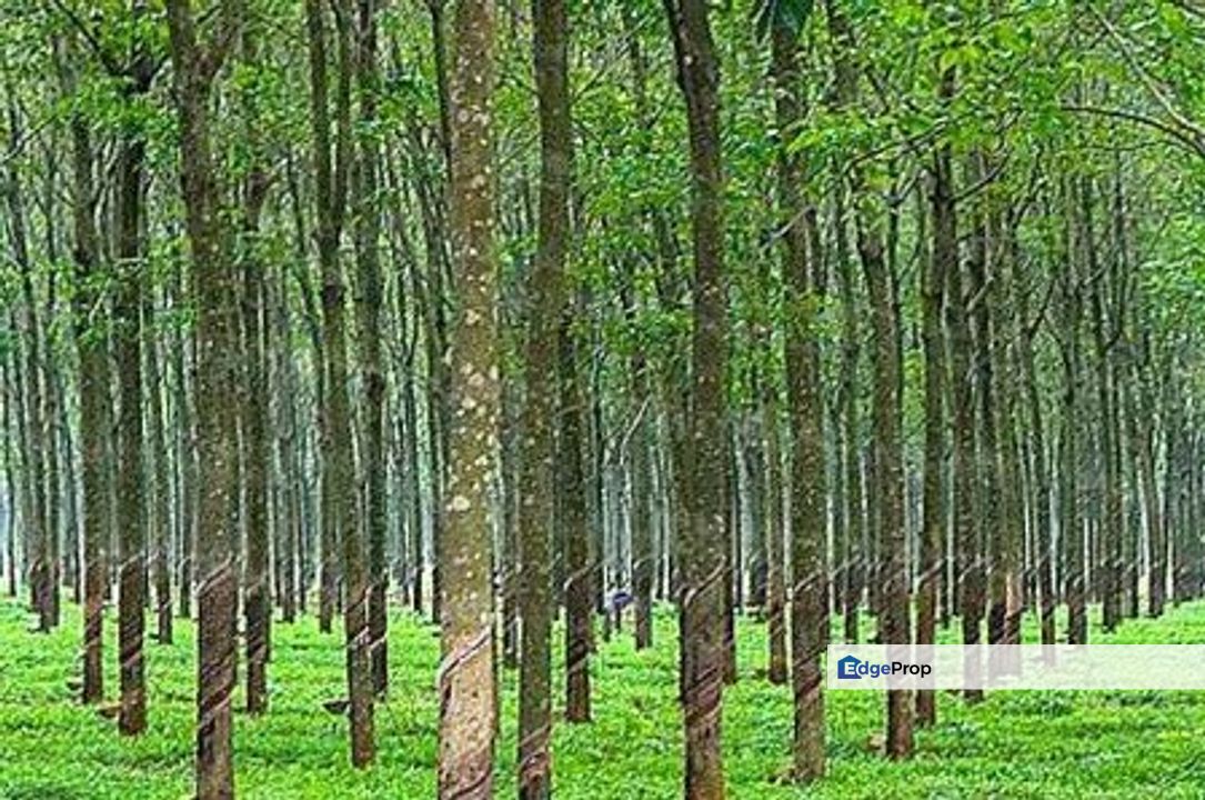 26 Acres Freehold Rubber Trees Land, 2 Resorts, Melaka Lendu Town, Melaka, Melaka Raya