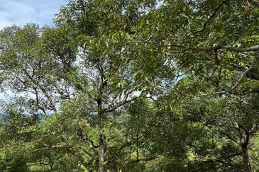 Durian Farm at Raub Pahang for Sale , Freehold