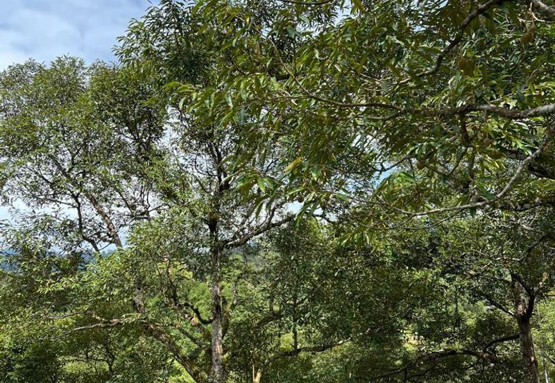 Durian Farm at Raub Pahang for Sale , Freehold