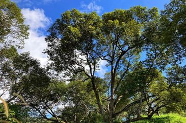 Durian Farm at Raub Pahang for Sale , Freehold