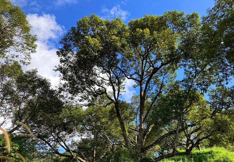 Durian Farm at Raub Pahang for Sale , Freehold