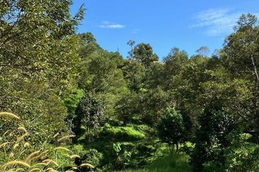 Durian Farm at Raub Pahang for Sale , Freehold