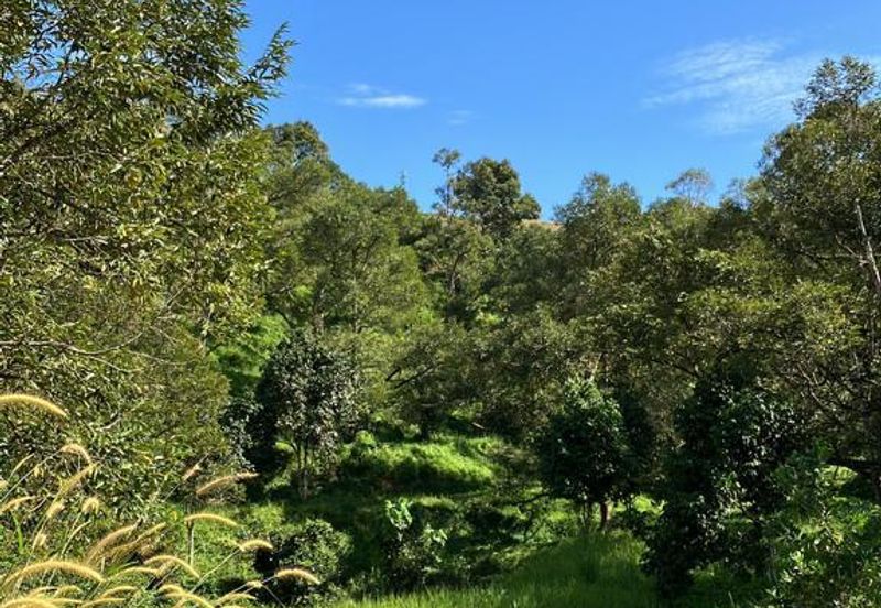 Durian Farm at Raub Pahang for Sale , Freehold