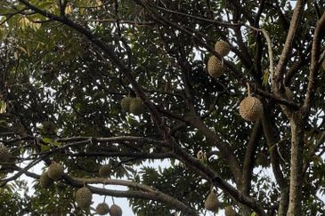 Negeri Sembilan,  Manting