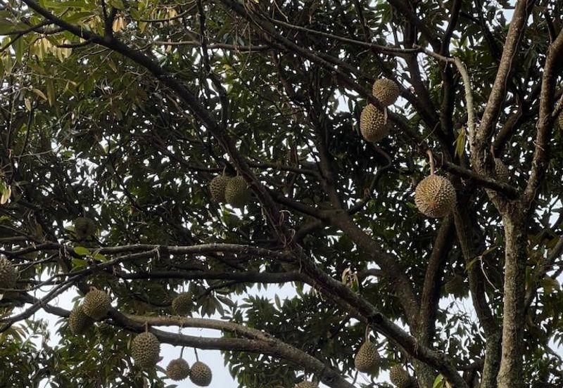 Negeri Sembilan,  Manting