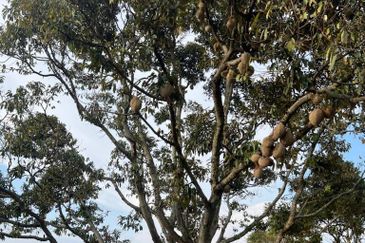 Negeri Sembilan,  Manting