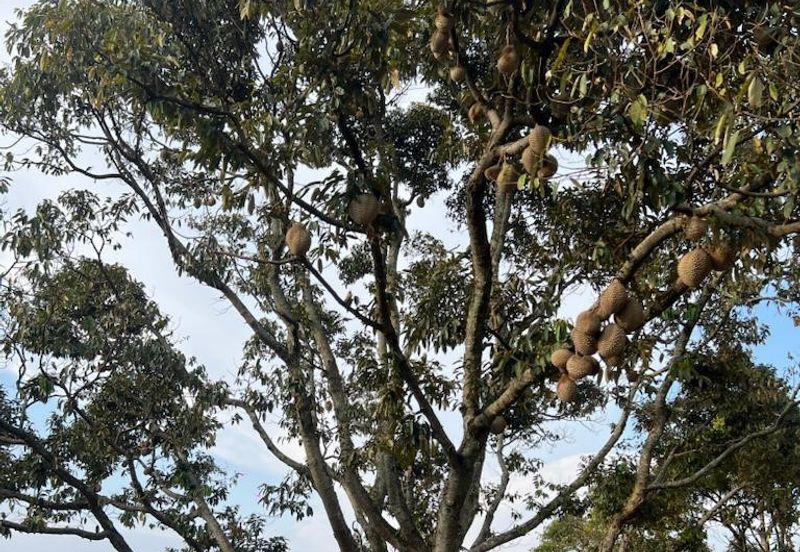 Negeri Sembilan,  Manting