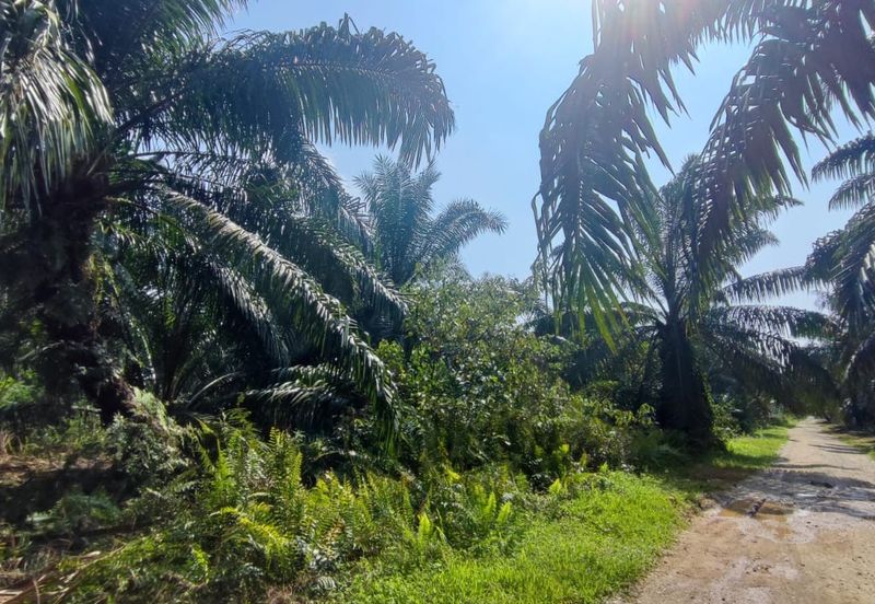 20 Acres Agricultural Land, Zooning Industrial, Telok Panglima Garang