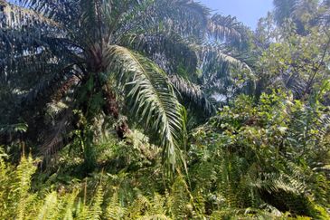 20 Acres Agricultural Land, Zooning Industrial, Telok Panglima Garang