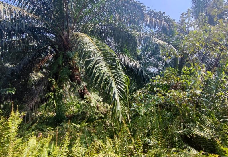 20 Acres Agricultural Land, Zooning Industrial, Telok Panglima Garang