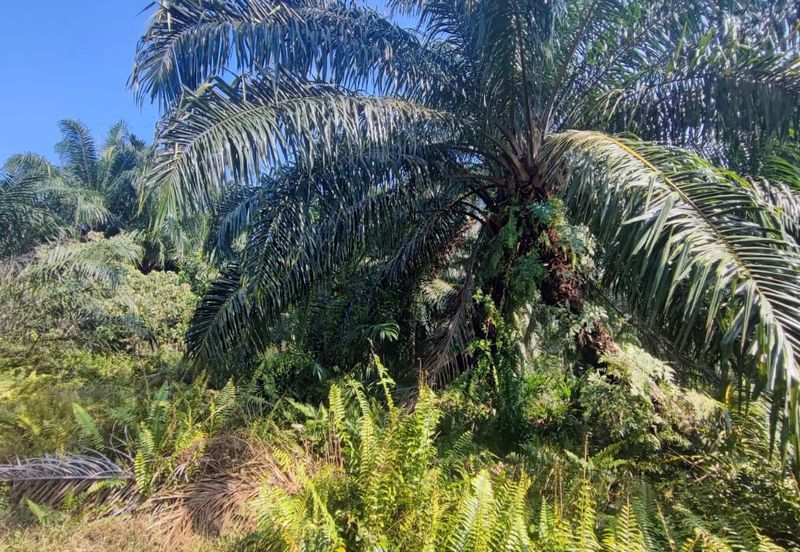 20 Acres Agricultural Land, Zooning Industrial, Telok Panglima Garang