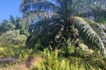 5 Acres Agricultural Land, Zooning Industrial, Telok Panglima Garang