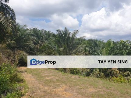 Pahang Karatong Palm Oil Land for Sale, Pahang, Rompin District