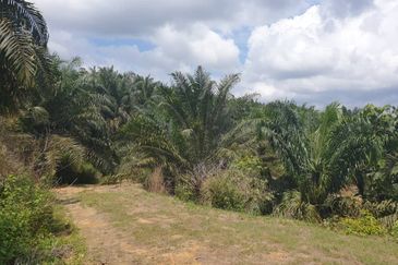 Pahang, Pahang Karatong, Palm oil