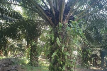 Pahang, Pahang Karatong, Palm oil