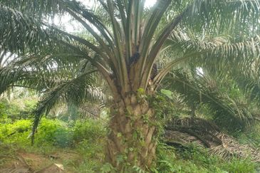 Pahang, Pahang Karatong, Palm oil