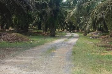 Pahang, Pahang Karatong, Palm oil