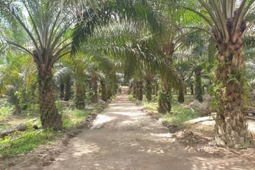 Pahang, Pahang Karatong, Palm oil