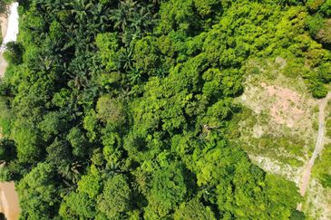 Agricultural Land @ Pulau Sebang, Alor Gajah, Melaka