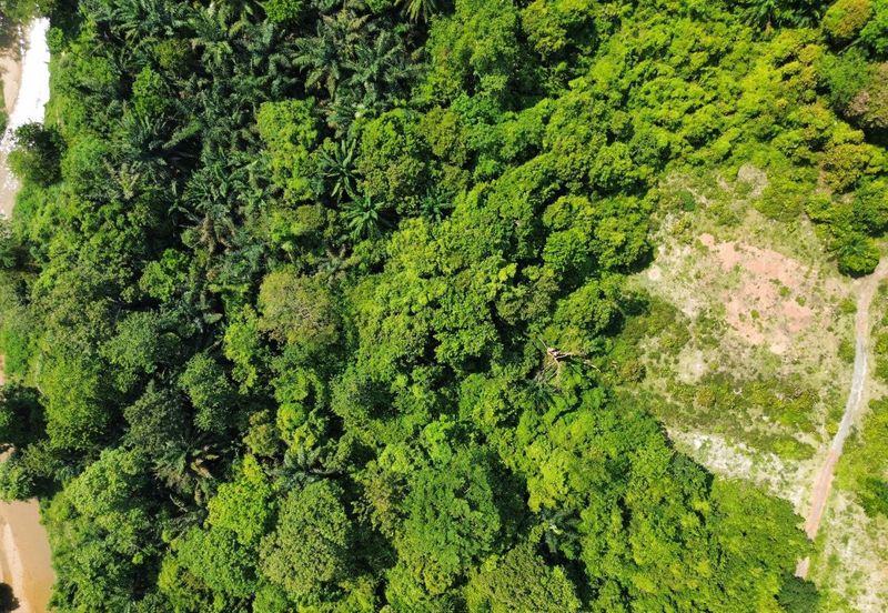 Agricultural Land @ Pulau Sebang, Alor Gajah, Melaka