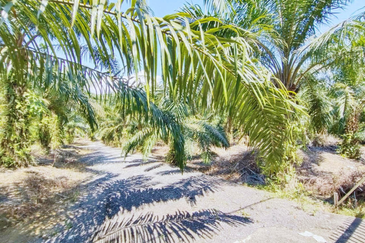 Jalan Bukit Cherakah