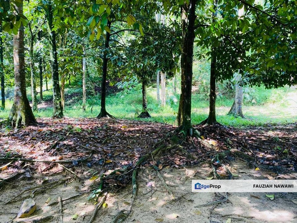 BELOW MARKET VALUE
AGRICULTURE LAND BUKIT LAGONG, SELAYANG, Selangor, Selayang