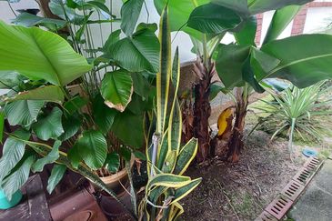 Tropicana Golf & Country Resort