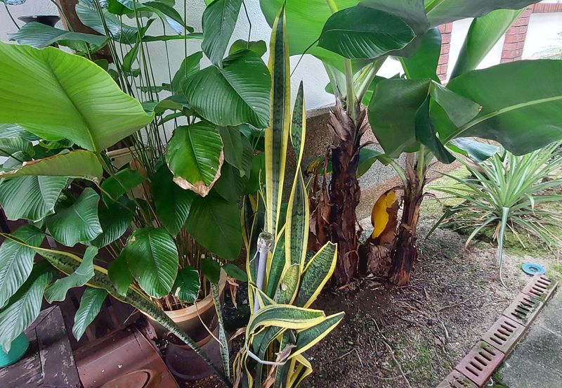 Tropicana Golf & Country Resort