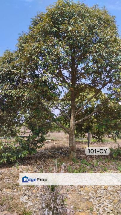 【Beside MainRoad】Pahang Bentong @ Agriculture w Durian Land For Sale, Pahang, Bentong