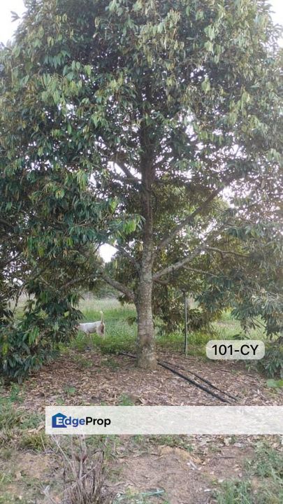 【Beside MainRoad】Pahang Bentong @ Agriculture w Durian Land For Sale, Pahang, Bentong