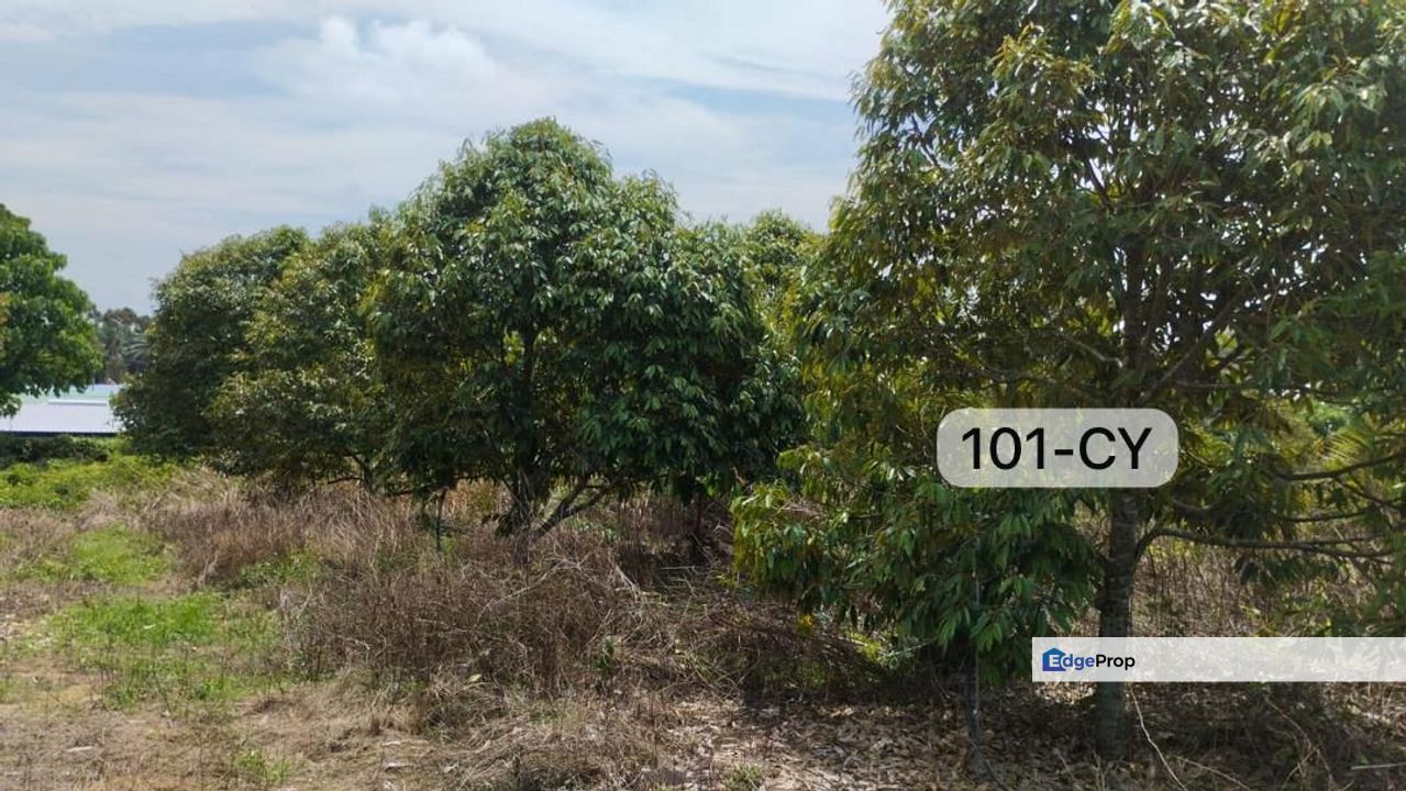 【Beside MainRoad】Pahang Bentong @ Agriculture w Durian Land For Sale, Pahang, Bentong