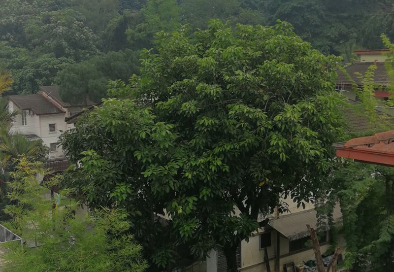 Jalan Klang Lama/OUG Bungalow for Rent